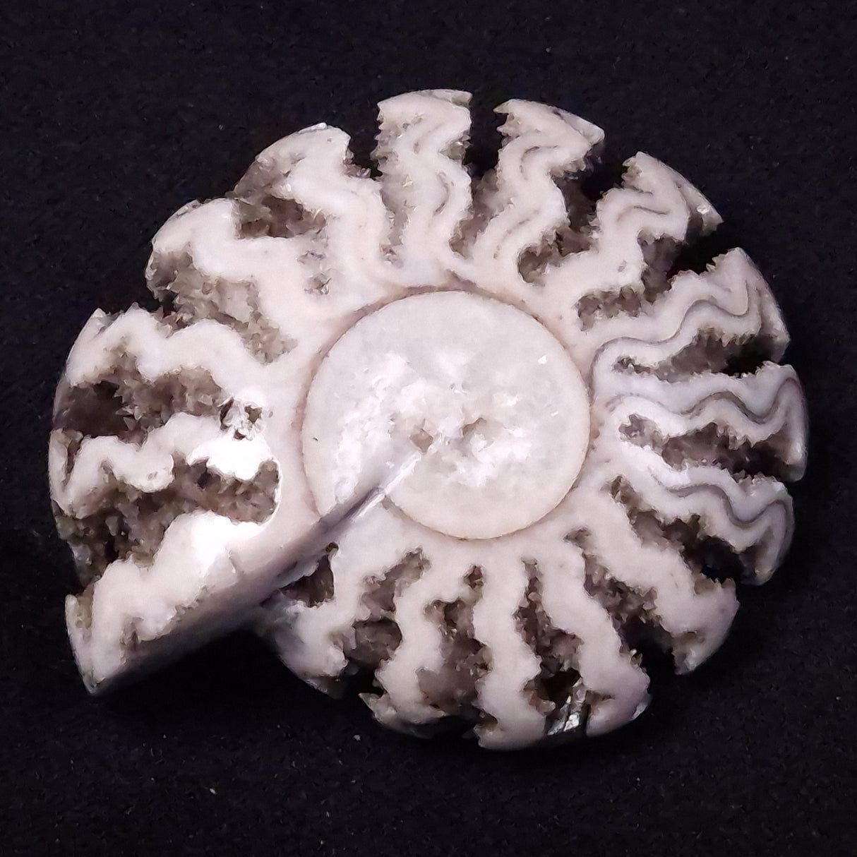 AMMONITE, East Timor XAT035
