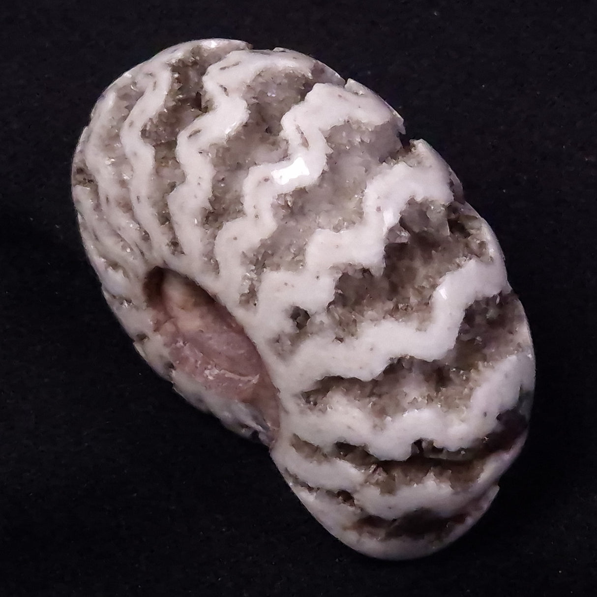 AMMONITE, East Timor XAT035