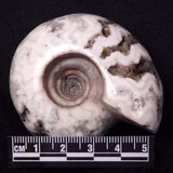 AMMONITE, East Timor XAT036
