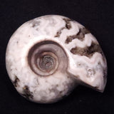 AMMONITE, East Timor XAT036