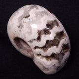 AMMONITE, East Timor XAT036