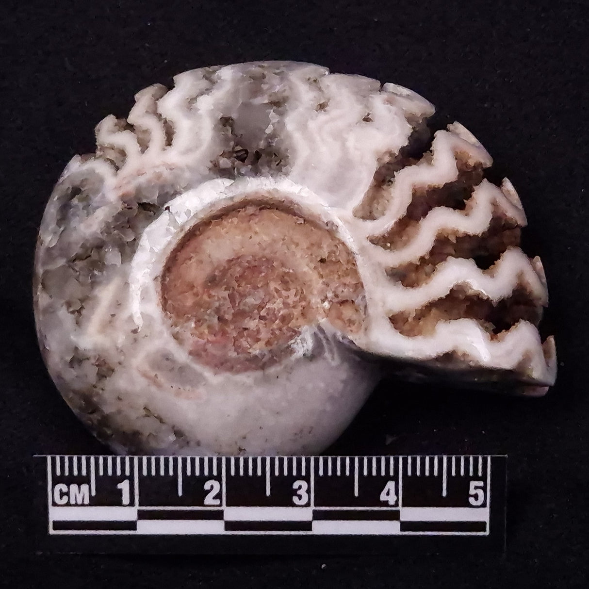 AMMONITE, East Timor XAT037
