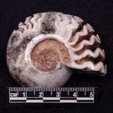 AMMONITE, East Timor XAT037