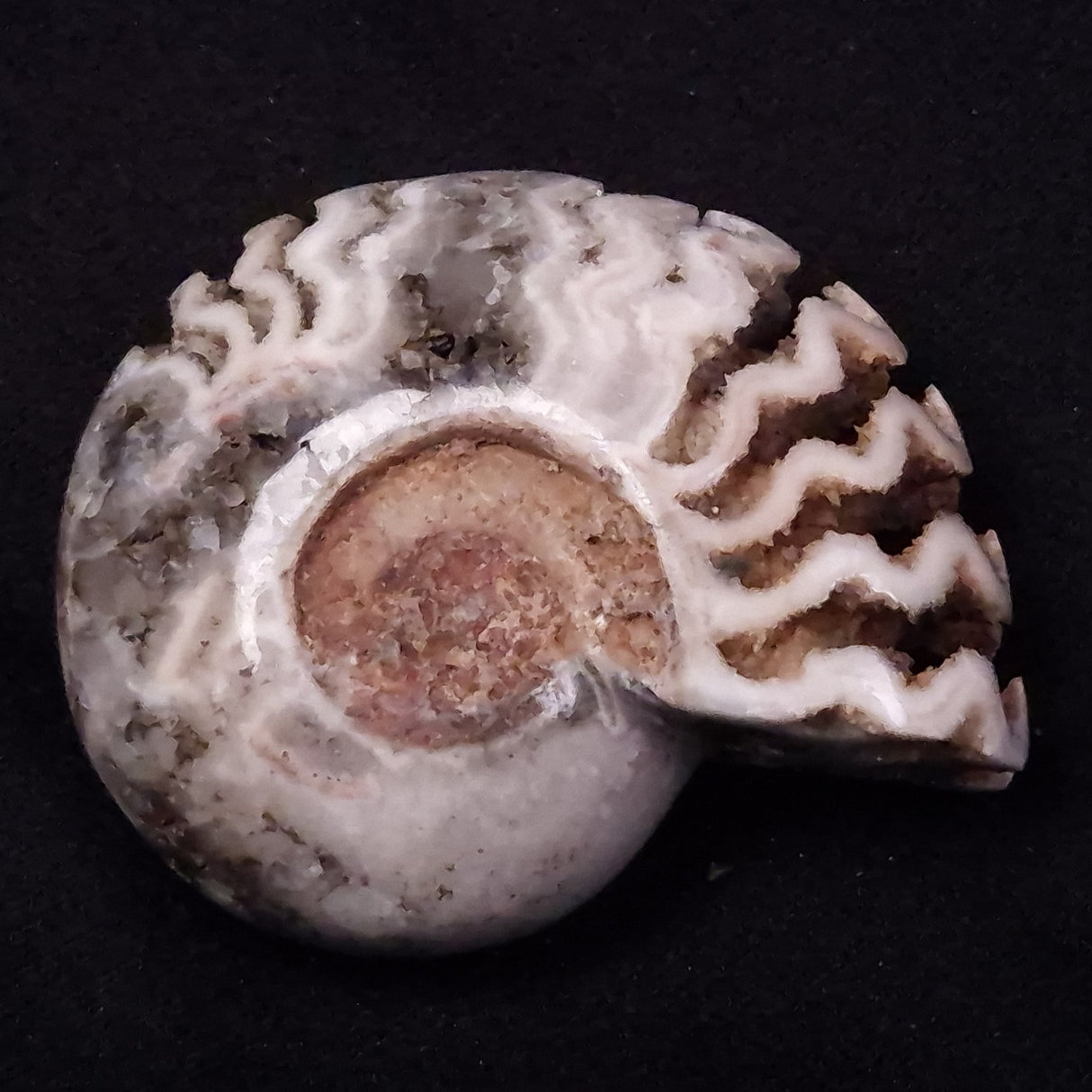 AMMONITE, East Timor XAT037