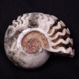 AMMONITE, East Timor XAT037