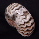AMMONITE, East Timor XAT037