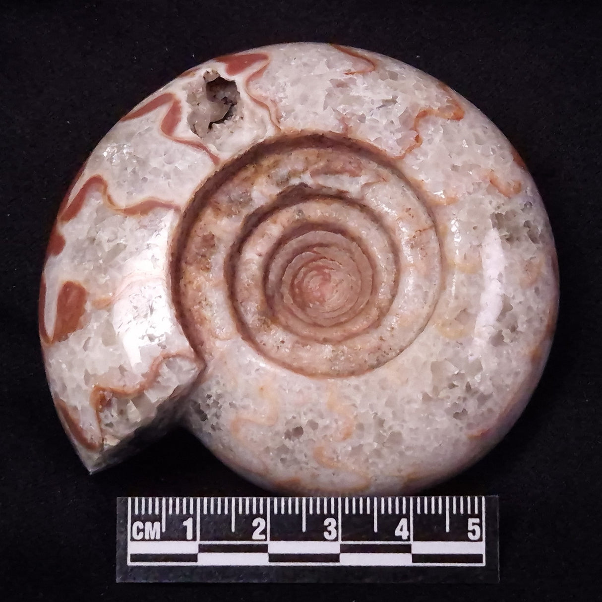 AMMONITE, East Timor XAT038