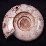 AMMONITE, East Timor XAT038