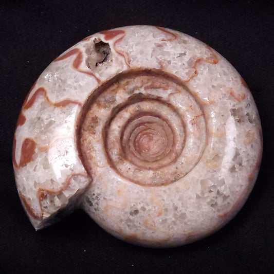 AMMONITE, East Timor XAT038