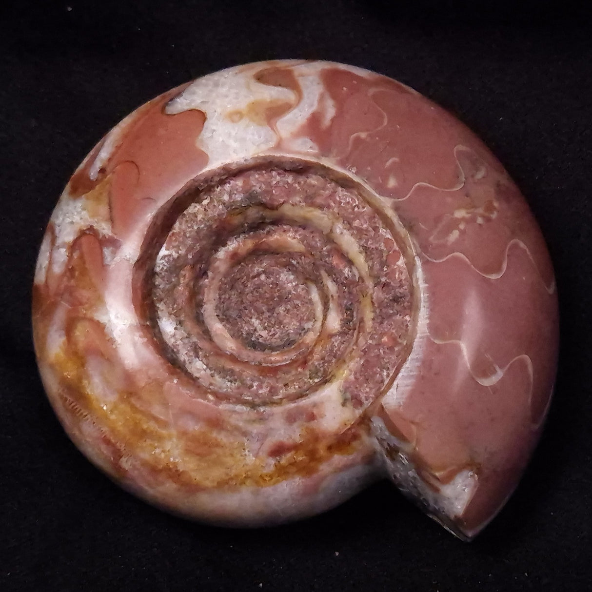 AMMONITE, East Timor XAT038