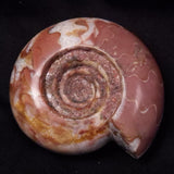 AMMONITE, East Timor XAT038