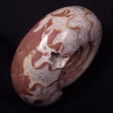 AMMONITE, East Timor XAT038