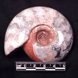 AMMONITE, East Timor XAT039