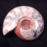 AMMONITE, East Timor XAT039