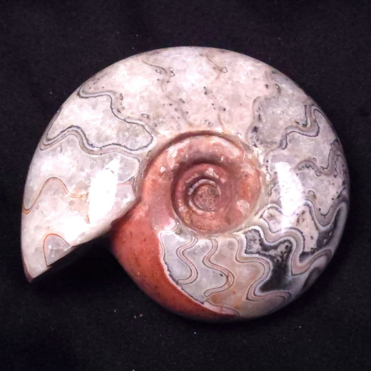 AMMONITE, East Timor XAT039