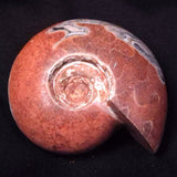 AMMONITE, East Timor XAT039