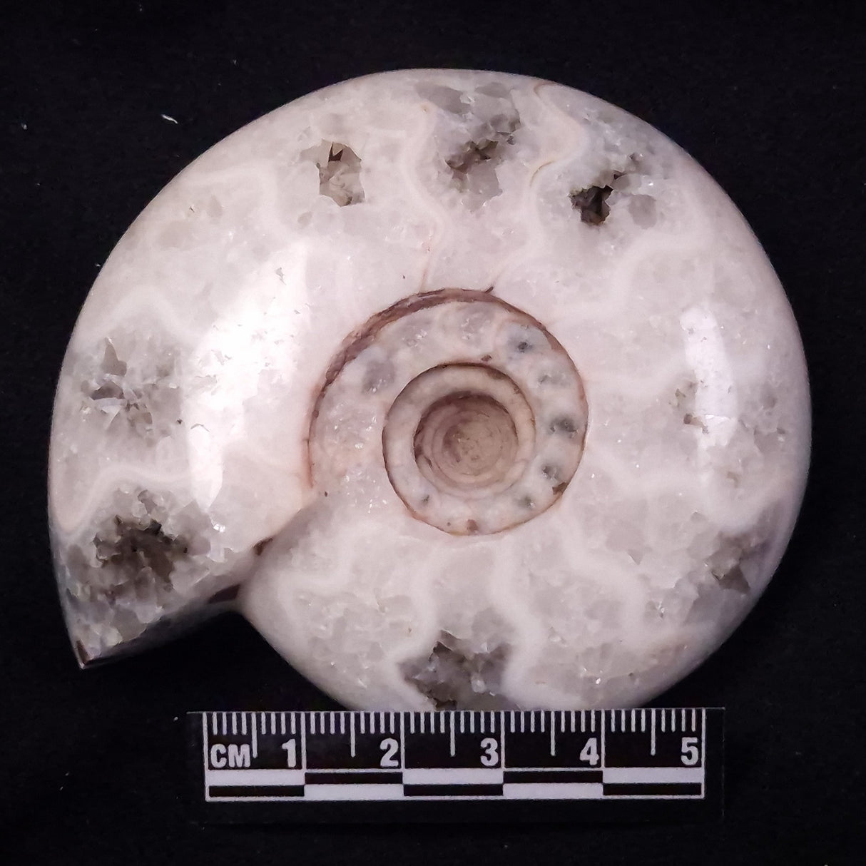 AMMONITE, East Timor XAT040