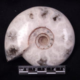 AMMONITE, East Timor XAT040