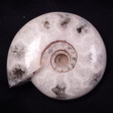 AMMONITE, East Timor XAT040