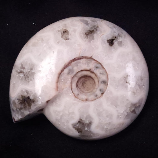 AMMONITE, East Timor XAT040