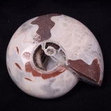 AMMONITE, East Timor XAT040