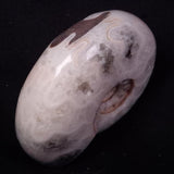 AMMONITE, East Timor XAT040