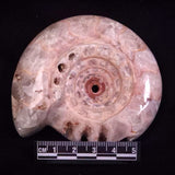 AMMONITE, East Timor XAT041