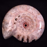AMMONITE, East Timor XAT041