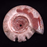AMMONITE, East Timor XAT041