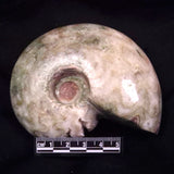 AMMONITE, East Timor XAT042