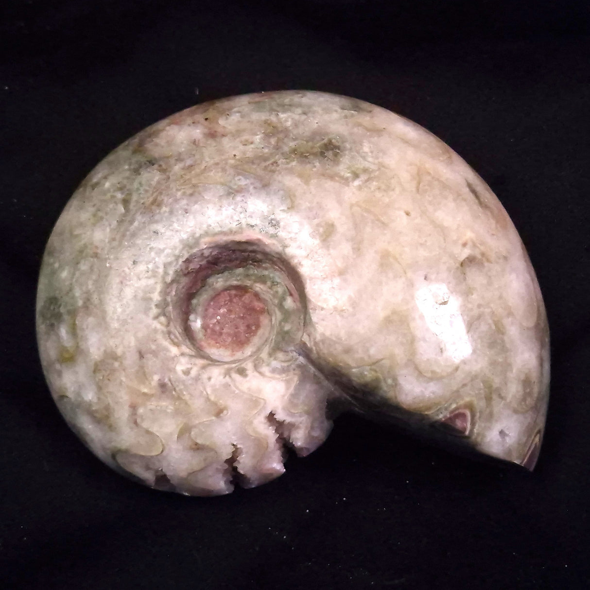 AMMONITE, East Timor XAT042
