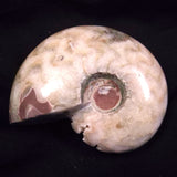 AMMONITE, East Timor XAT042