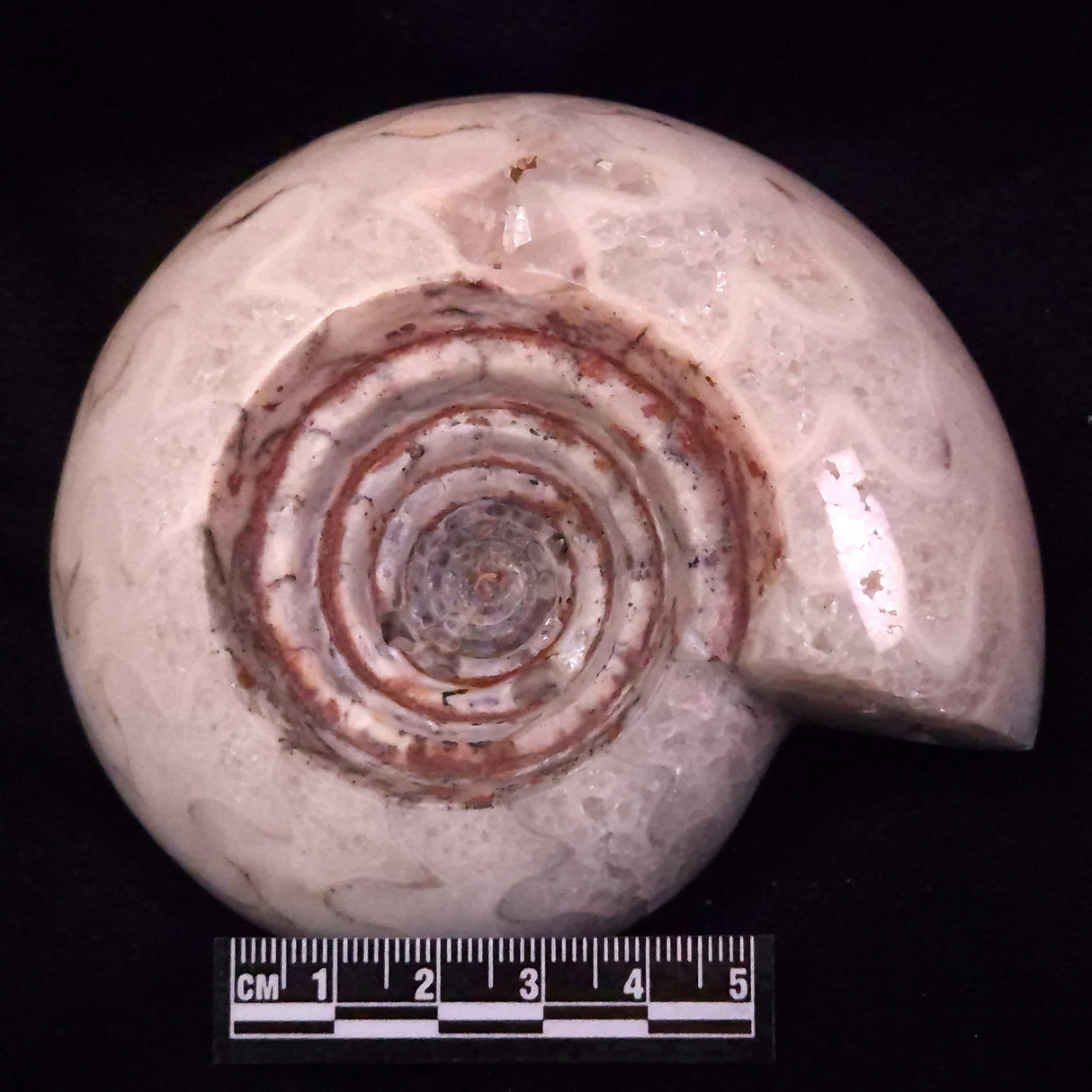 AMMONITE, East Timor XAT043
