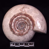 AMMONITE, East Timor XAT043