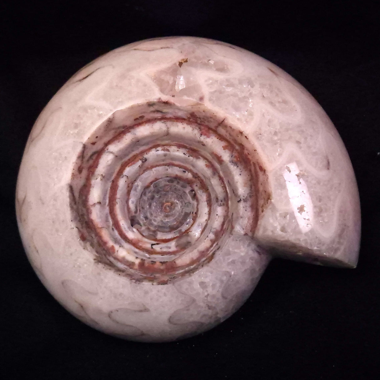 AMMONITE, East Timor XAT043