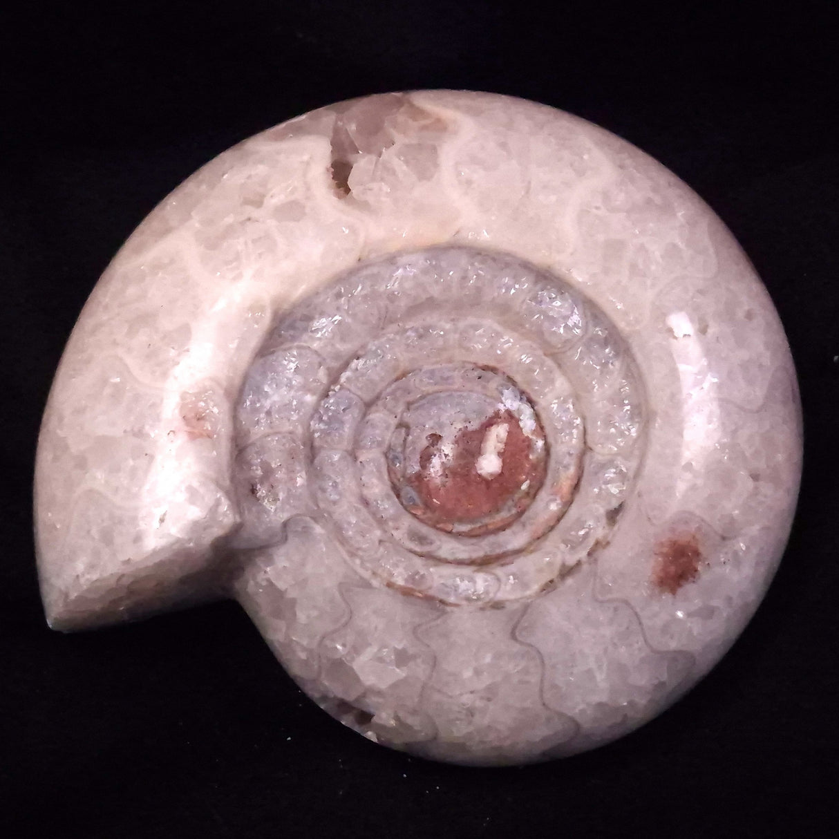 AMMONITE, East Timor XAT043