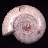 AMMONITE, East Timor XAT043