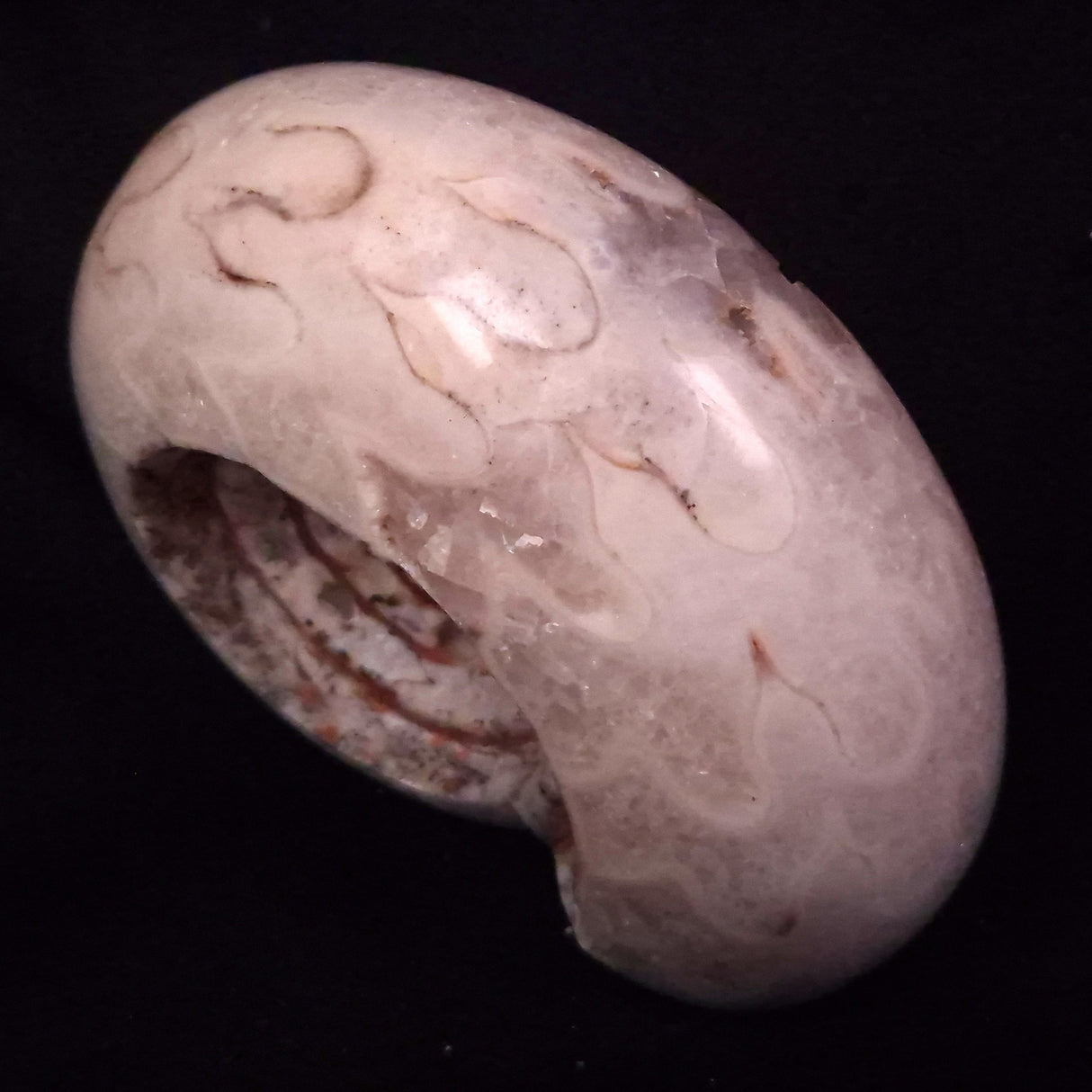 AMMONITE, East Timor XAT043