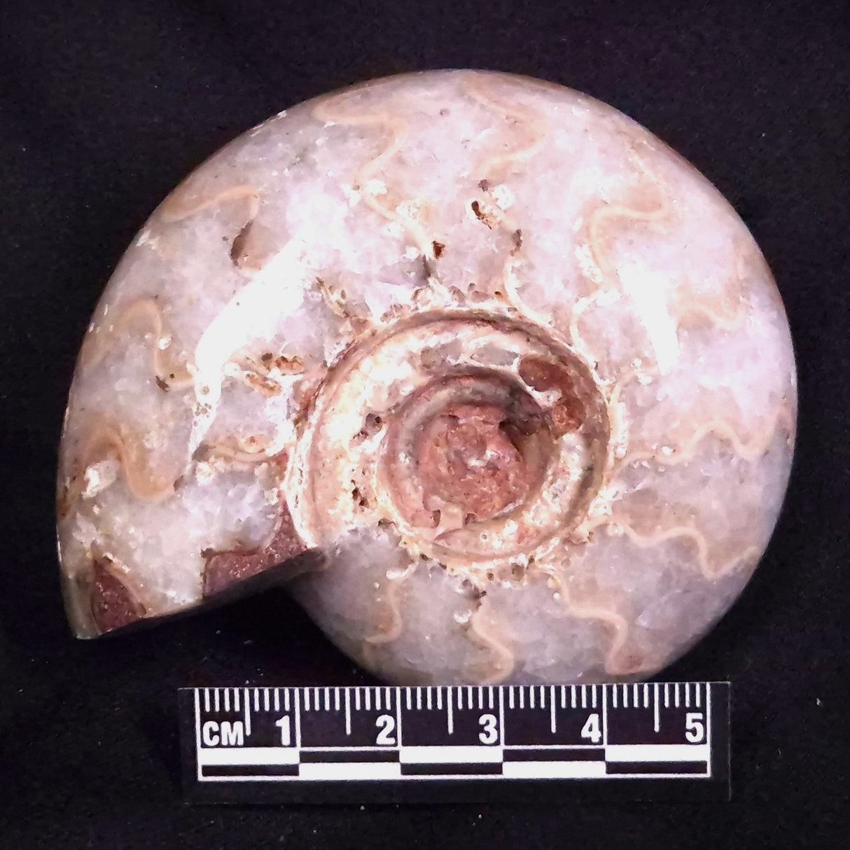 AMMONITE, East Timor XAT044