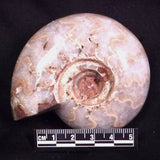 AMMONITE, East Timor XAT044