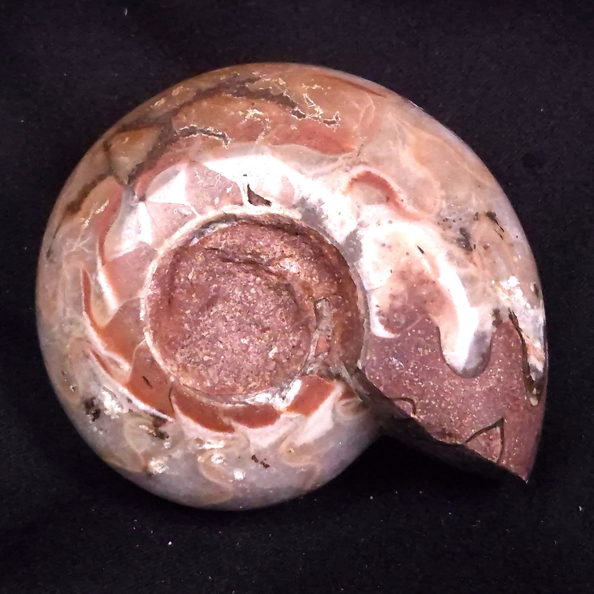 AMMONITE, East Timor XAT044