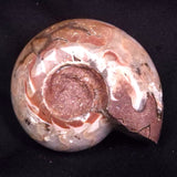 AMMONITE, East Timor XAT044
