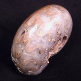 AMMONITE, East Timor XAT044