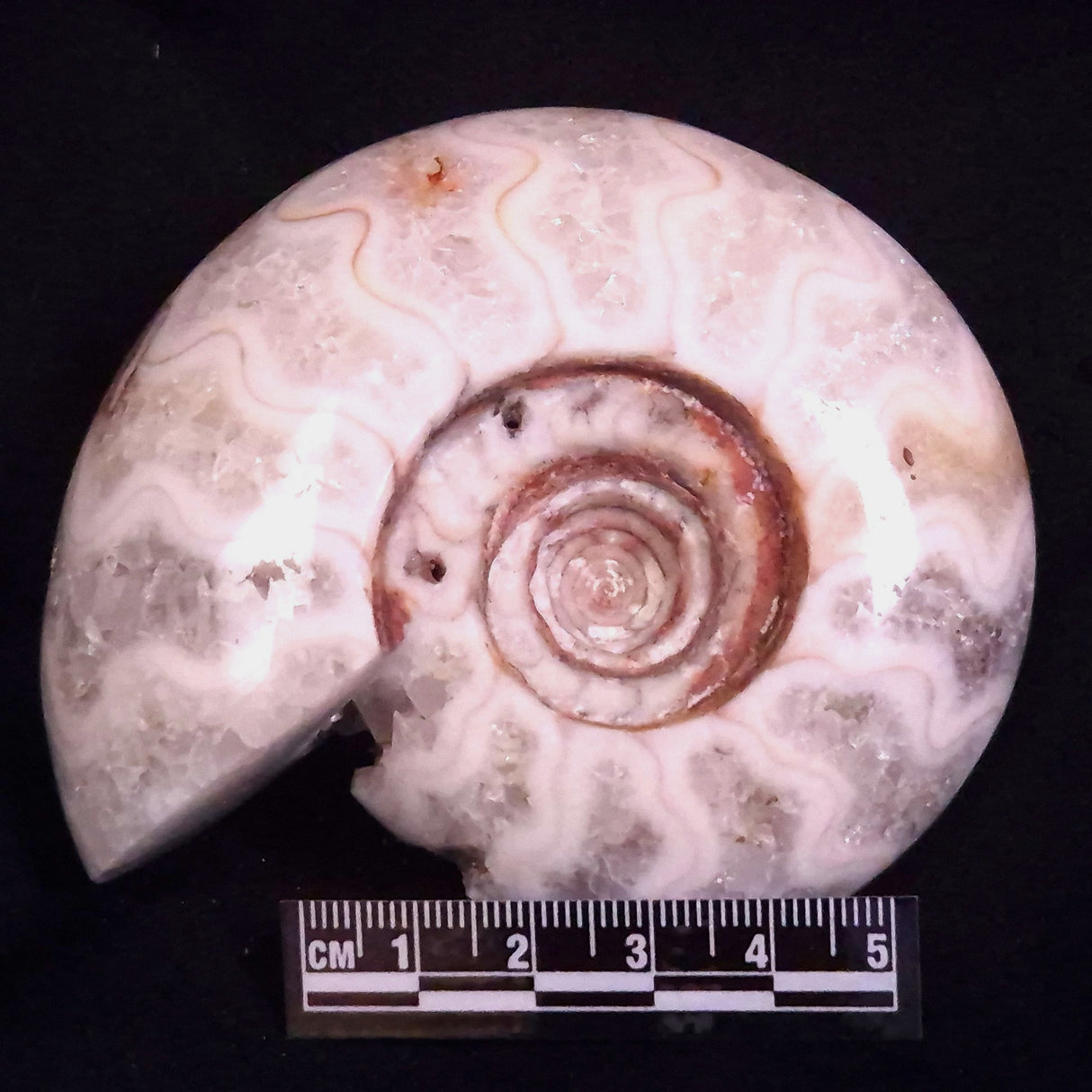 AMMONITE, East Timor XAT045