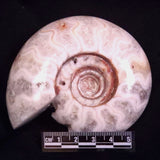 AMMONITE, East Timor XAT045