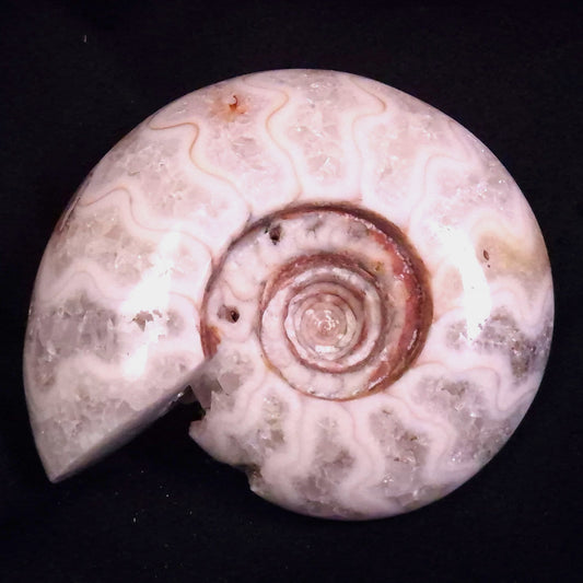 AMMONITE, East Timor XAT045