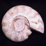 AMMONITE, East Timor XAT045