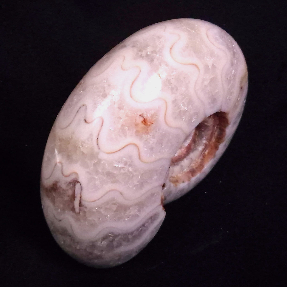 AMMONITE, East Timor XAT045