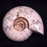 AMMONITE, East Timor XAT046