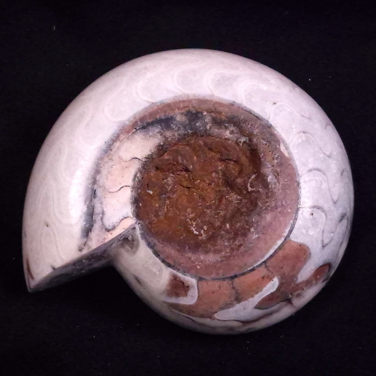 AMMONITE, East Timor XAT046